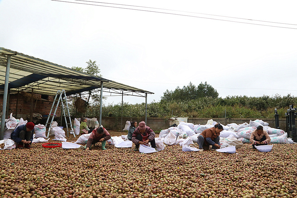 黔南贵定漫山油茶果飘香振兴路