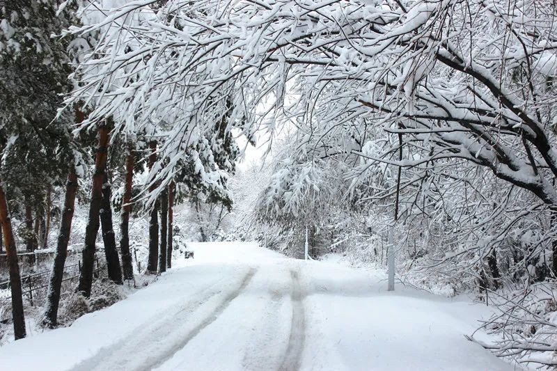 雪景虽美,却为双鸭山林业局有限公司干部职工迎来了一场"硬仗"!