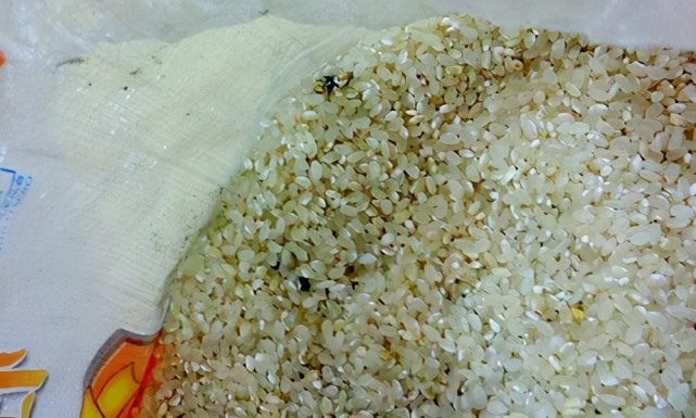 黄曲霉素污染的大米图图片