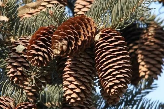 坚果东北松子vs巴西松子