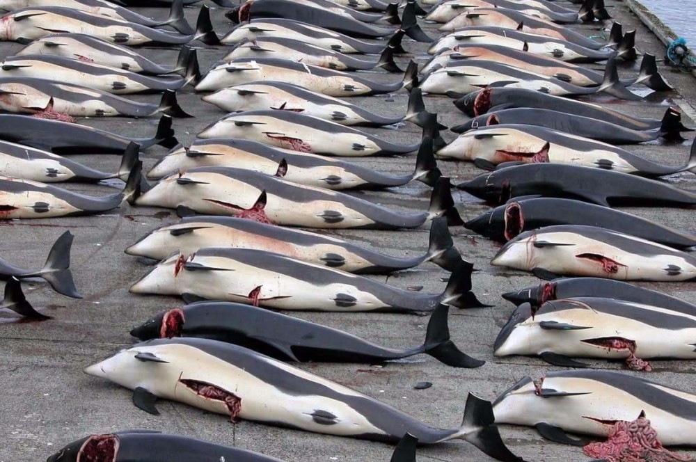 其实自1948年国际捕鲸委员会成立后,就命令限制了日本每年捕鲸的数量