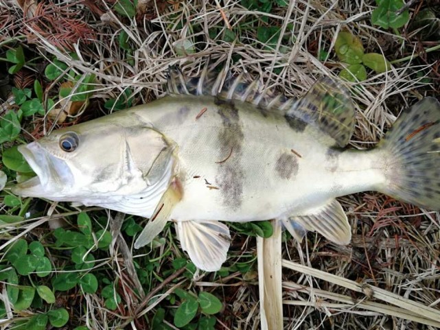 冬釣鱖魚只要一種模式,新手老手都能用|鱖魚|冬釣|魚類|鉛頭鉤