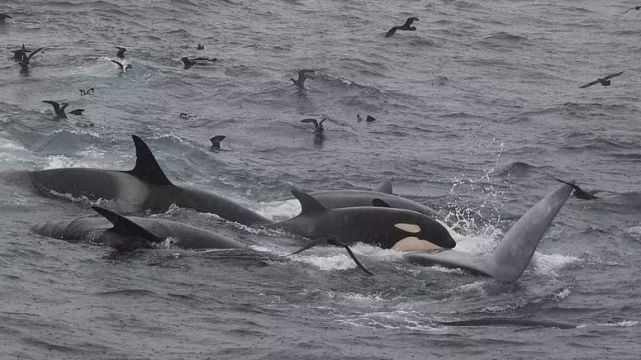 9米长灰鲸遭虎鲸围攻,舌头被扯下,瞬间染红海水,骇人一幕曝光