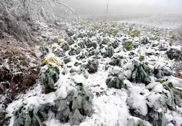 寒潮来势汹汹2008年冰冻灾害再现专家西南东部可能性大