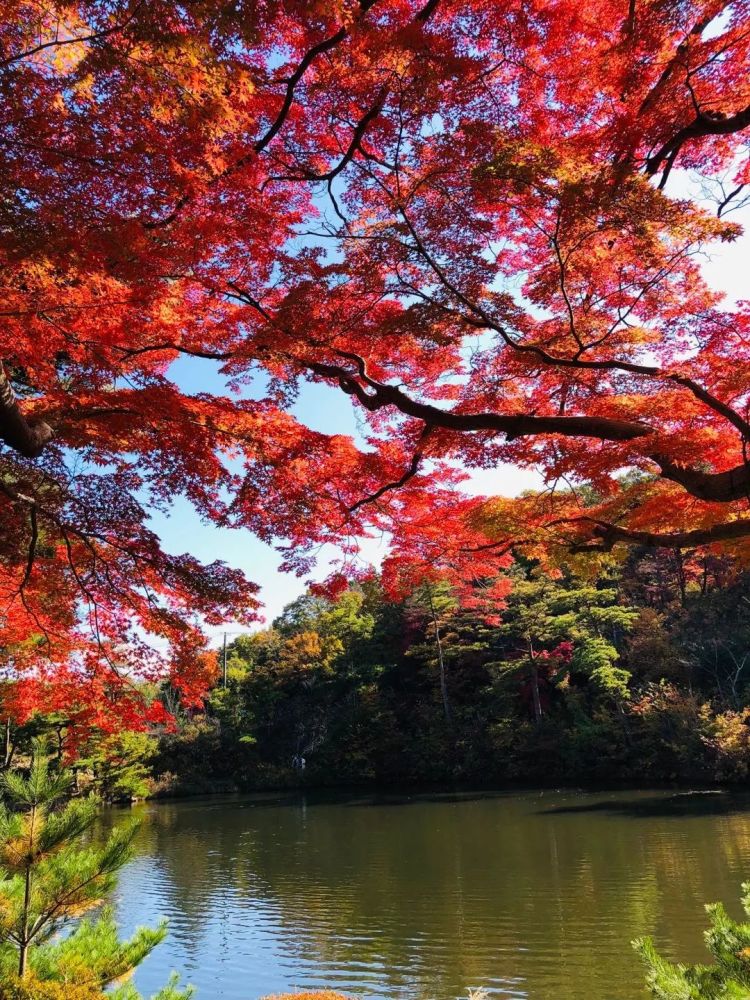 生長,百年楓樹蜿蜒曲折倒垂水邊,一側則 自然的形成了一條紅葉隧道