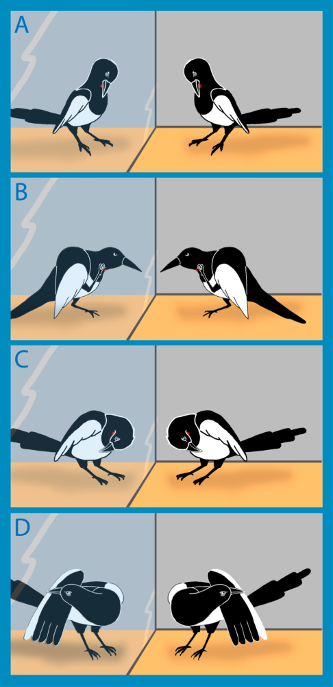 超高智商有仇必报社交满级剧本都不敢这么写鸦哥却敢这么演