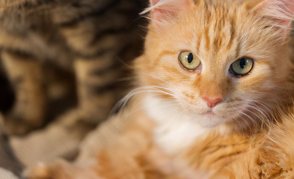 男子和女友的猫处不来,领养外型一样乖猫调包,她6年没发现真相