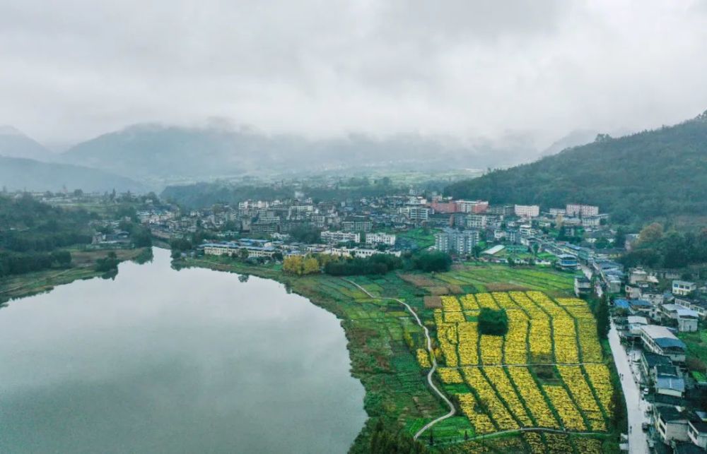 峨眉龙池湖迎来最美赏花季赶快安排与菊中之皇来一场浪漫约会吧