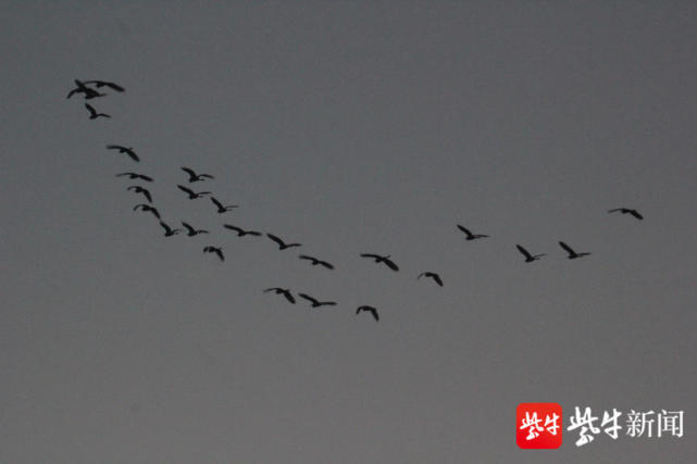 然而,在南京濱江外灘上空,最近連連飛過了一群群大雁,往南遷徙