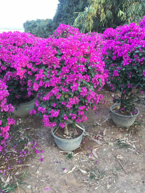 三角梅哪个品种耐寒又勤花?_腾讯新闻