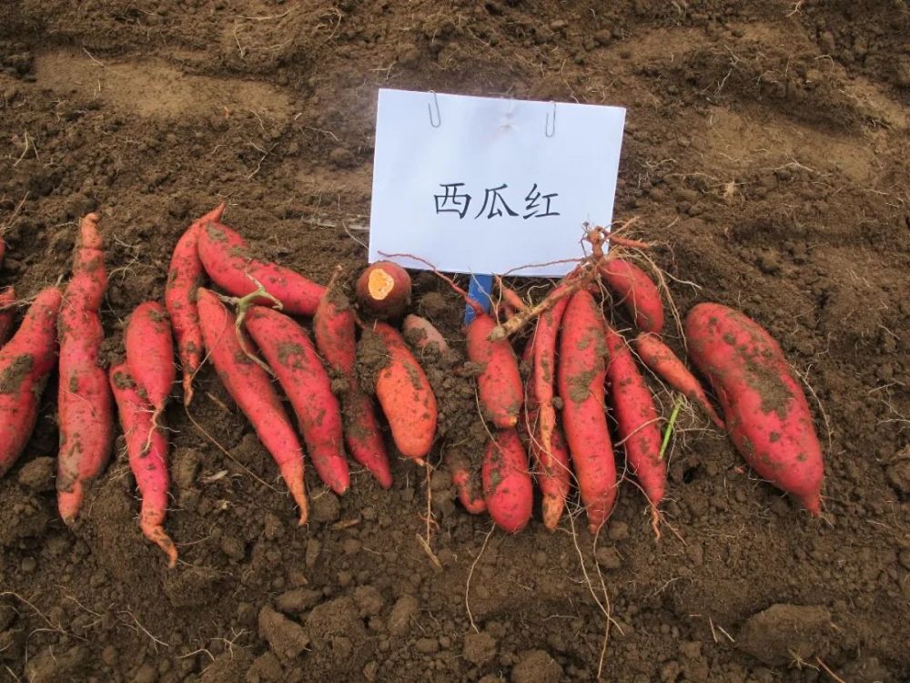普薯32号颜色艳丽,又被称作"西瓜红".李仁昆供图(来源:新京报)