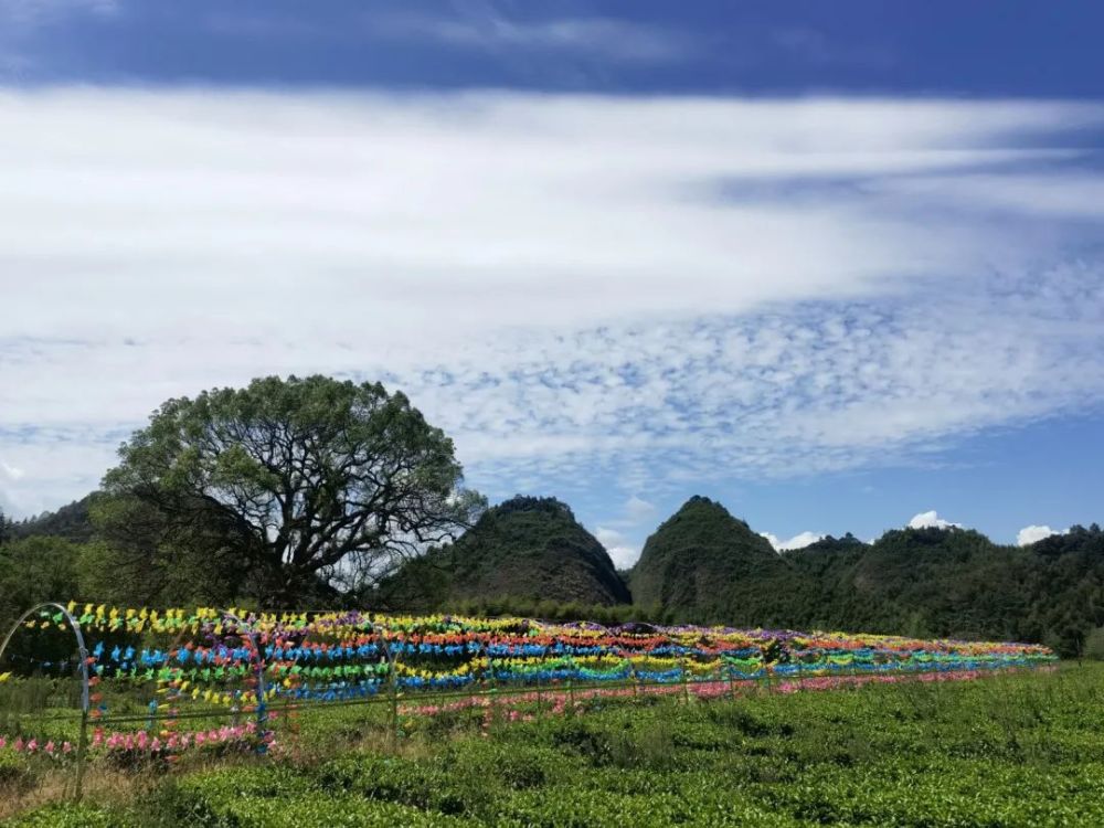 湘约我的村常德篇桃源县夷望溪镇大樟树村凝聚她力量绘就乡风文明新图
