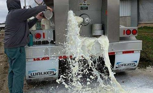 当年资本家倒掉牛奶,到底是怎么回事?