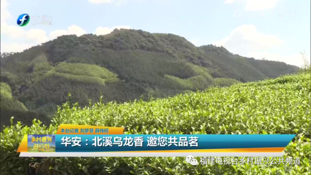 她放弃了茶叶种植大户华安当地出名的刘秀华1采购挑选成品茶仙都镇的"