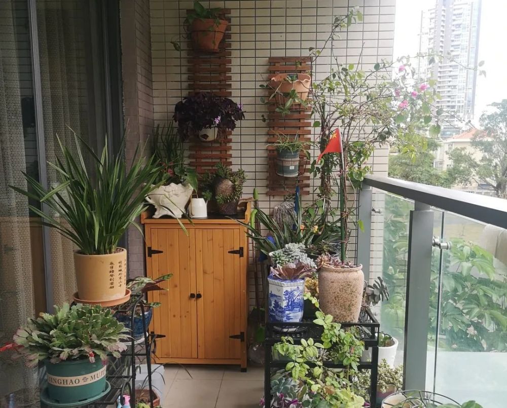 香洲十佳"最美阳台",太惊艳!_腾讯新闻