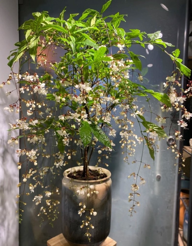 盆栽新宠"白玉蝴蝶",观叶,赏花又闻香,三季开花,室内也能养_腾讯新闻