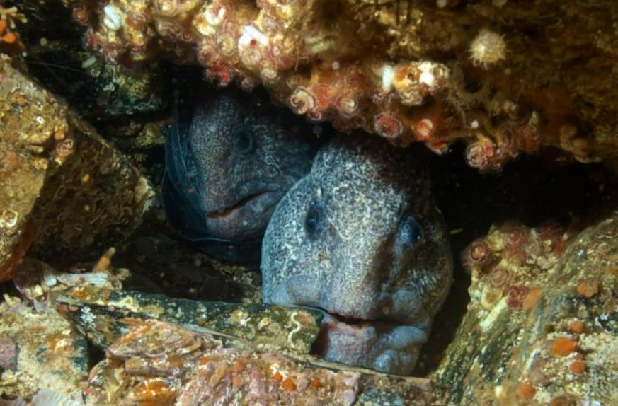 狼鳗:我很丑哦,但我很温柔!堪称动物界的好丈夫典范_腾讯新闻