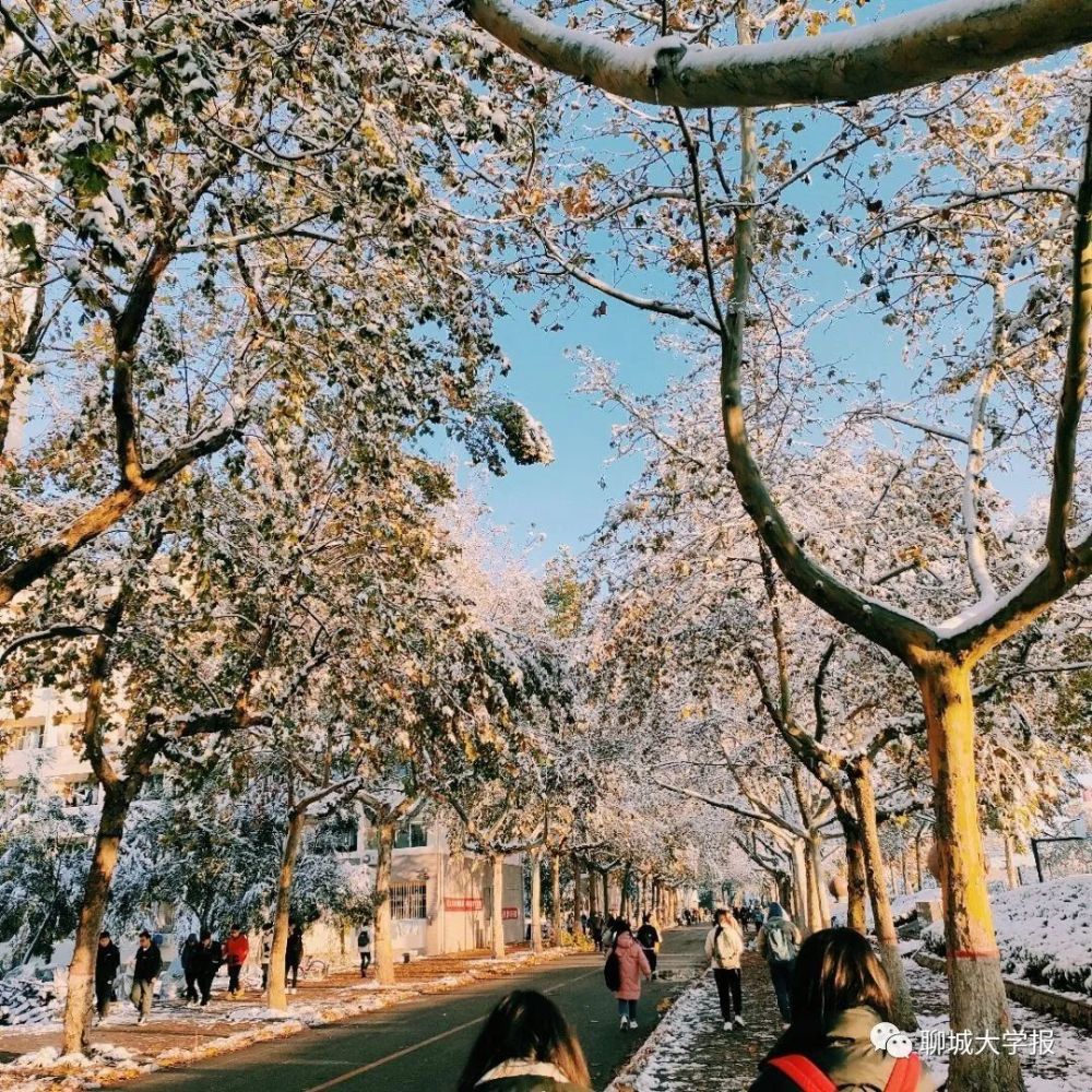 初雪已至万事绥意聊大雪景