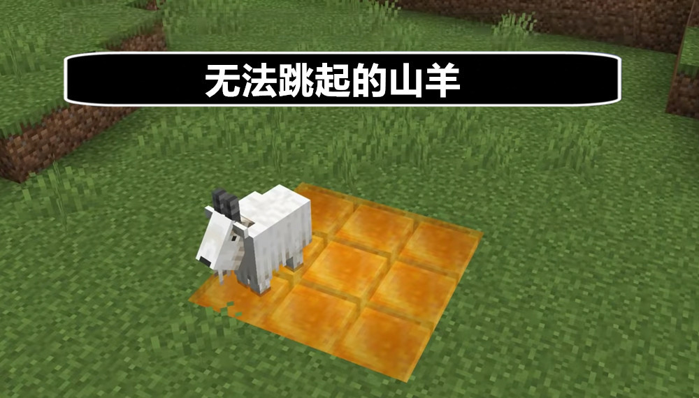 山羊的头会卡在潜影贝我的世界关于山羊的20个秘密