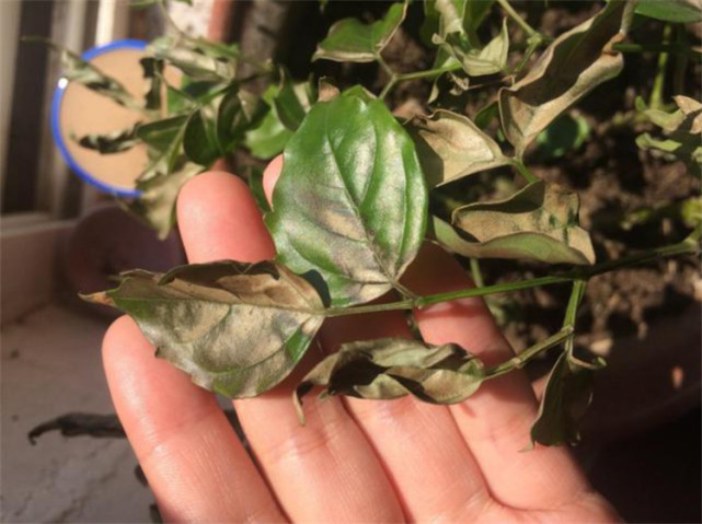 家养幸福树掉叶子一碰就掉怎么回事别疏忽从3个方面来调整