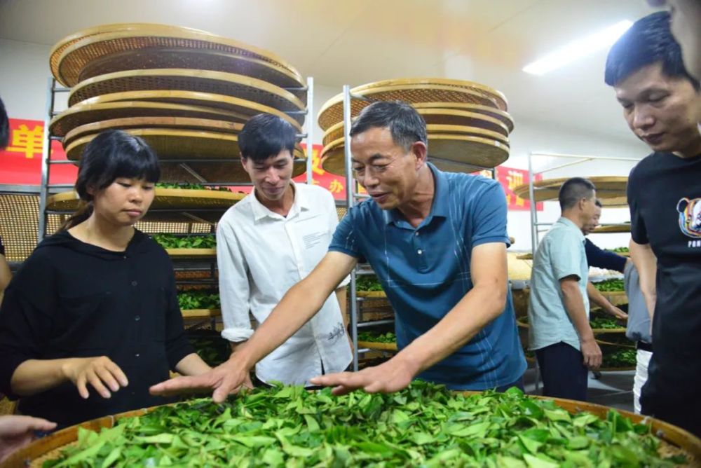 单丛茶种植及加工技术培训在上饶镇,凤凰镇成功举办_腾讯新闻