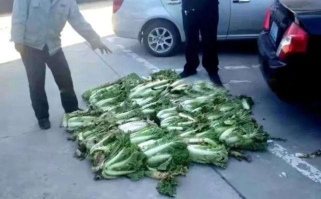 现实版偷菜在迁安上演深夜一男子开车去地里偷白菜