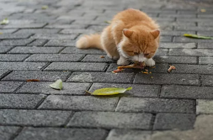 据了解,由于猫的繁殖能力较强,在城市中少有天敌,有些区域的流浪猫