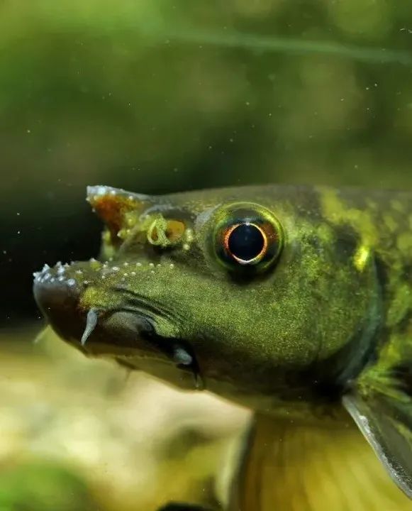 头上长犄角的中国原生鱼——东方墨头鱼_腾讯新闻