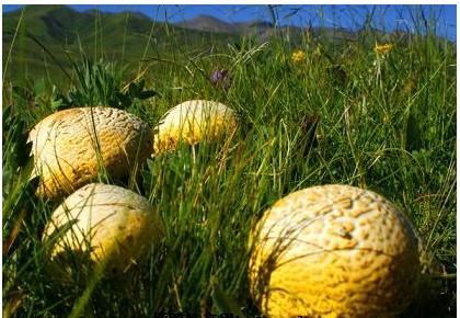 青海旅游带什么特产