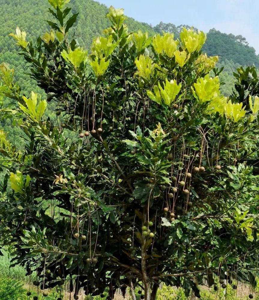 江州区"五个保障"推进澳洲坚果产业发展_腾讯新闻