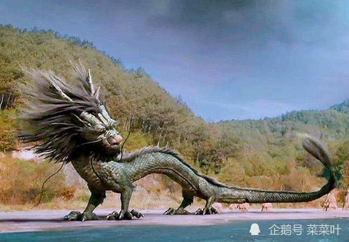 专家推翻了2004年的假设,转而认为龙骨是远古象化石.