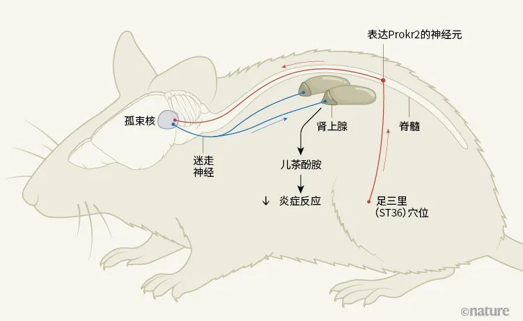小鼠肾上腺解剖图图片