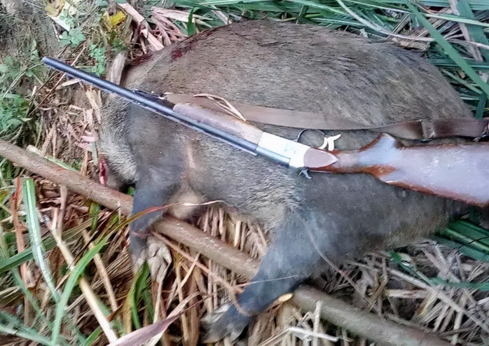 江西武宁护农狩猎队猎杀的野猪那咱们加入狩猎队,合法合规地用着公