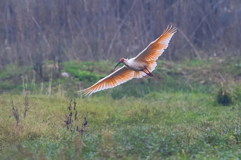 科学推进其他历史分布区野化放归,促进朱鹮种群持续扩大扩散,实现野生