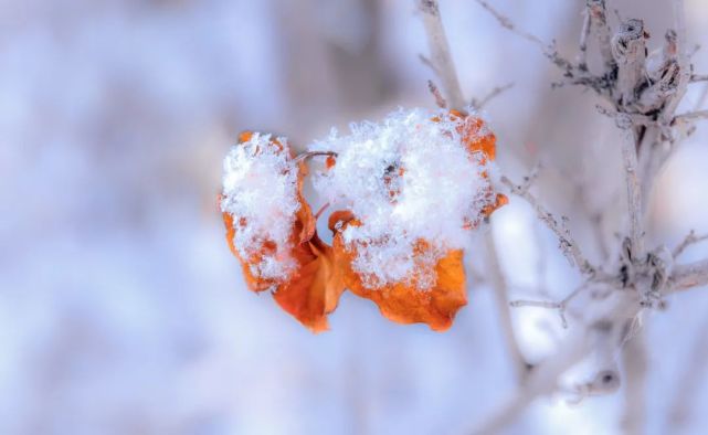 正糖名家：寒潮、暴雪来了，糖友该警惕哪些突发疾病？缩略图