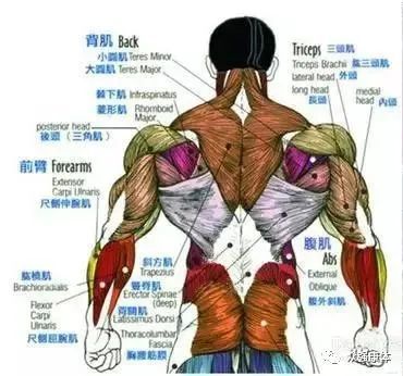 练出"圣诞树"太难了,只有体脂率达到一定程度(5-8%的体脂率),肌肉形状