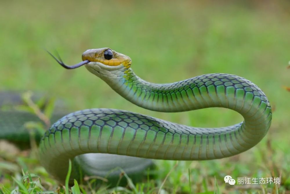 生物多样性百科黑线乌梢蛇