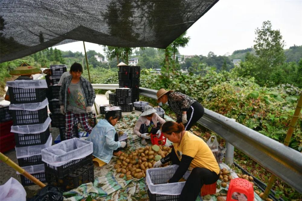 獼猴桃豐收 張謹 攝05湖南省花垣縣雙龍鎮十八洞村 張謹 攝直播銷售