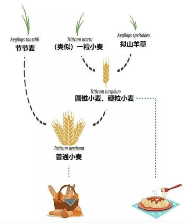 "中国小麦远缘杂交之父,被誉为"当代后稷,如今怎样了?