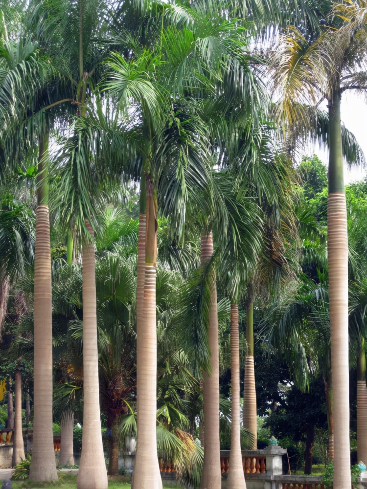 100种常见树木图片(常见树图片大全名称图片) - 0415花卉网