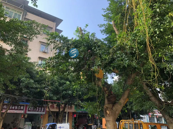 菟丝子,也叫无根藤,无根,无叶,不进行光合作用,靠吸盘吸取寄主植物的