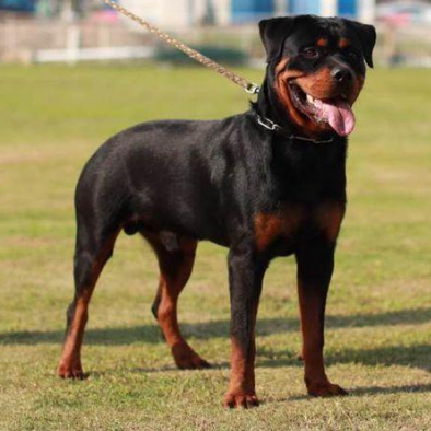 罗威纳犬属犬科动物,体格健壮,动作敏捷,威猛有力,是世界上最有胆量的