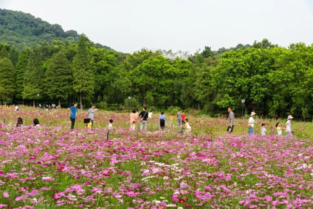 到广州黄埔去,赏一场浪漫花海盛宴!