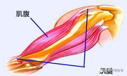 运动系统由骨, 关节和肌肉组成,其中骨----杠杆;关节---支点;肌肉