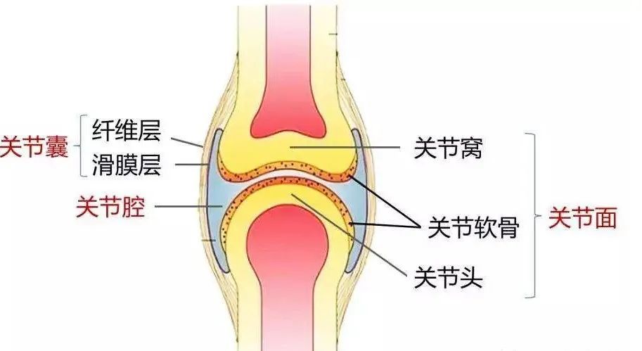 关节面关节囊关节腔图图片