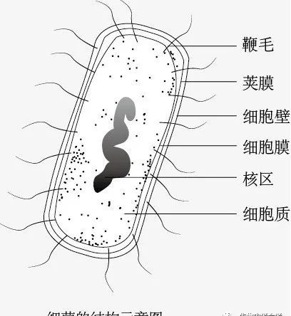 物质的进出;细胞质:加快物质交换;dna:内含遗传物质;鞭毛:运动;荚膜