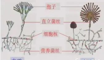 (1)a:青黴 b:麴黴 1.孢子2.直立菌絲 3.