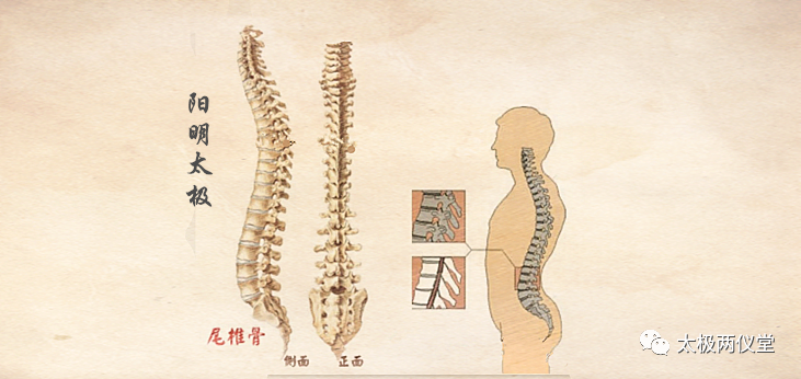 人體內的大彈簧脊柱