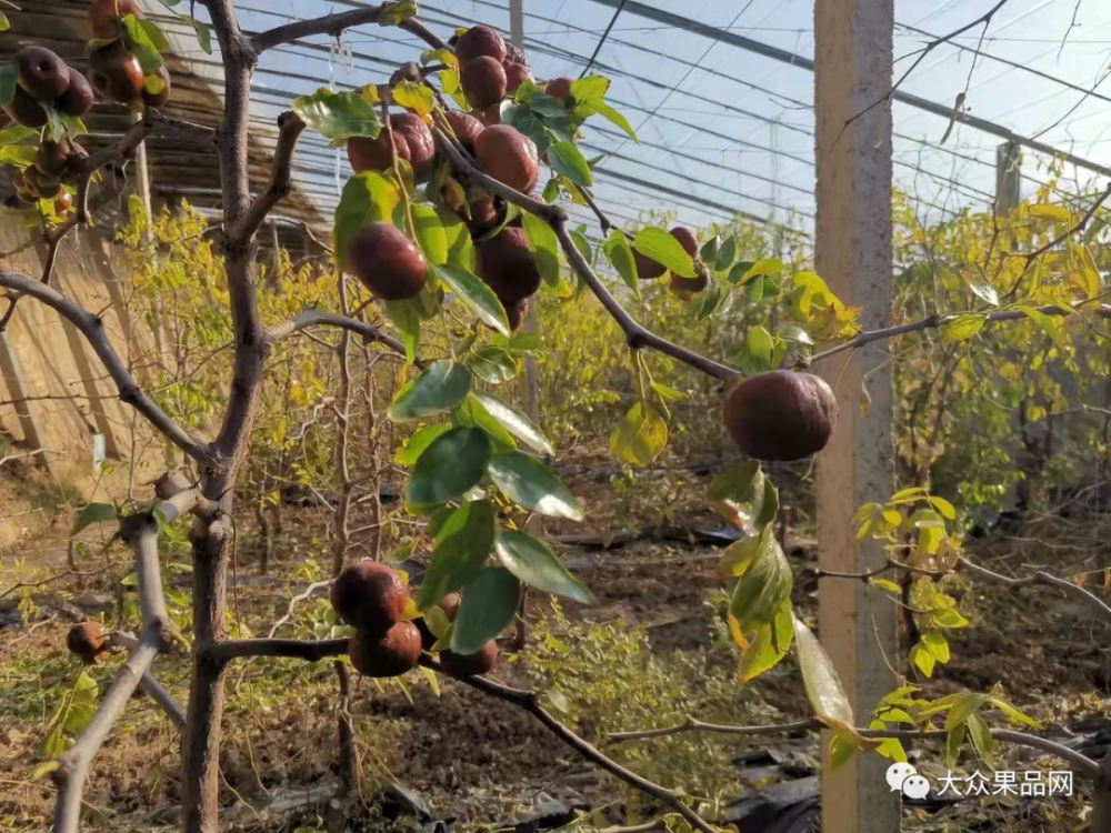二茬蟠枣引起全国果农朋友参观50元每公斤批发价格的南丹黄腊李一李