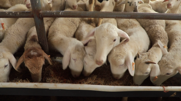 特克斯县养殖多胎羊 走上致富路_腾讯新闻